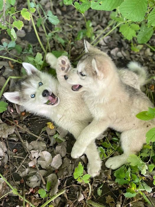 Продам щенят Хаскі
