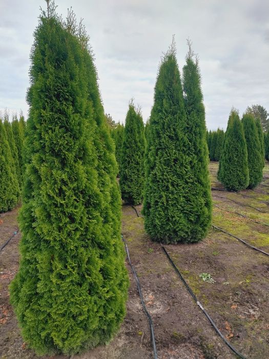 Туя Смарагд, Брабант, Колумна,Даніка