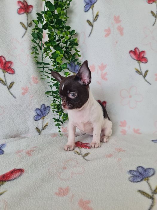 Excecional mini menina Chihuahua/Chiuaua.LinhagemRussa,Qualidade