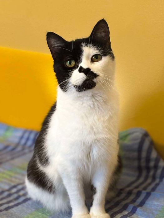 Adolfina - kotka do adopcji!