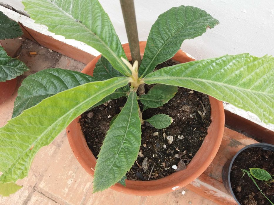 Fruta e Compotas