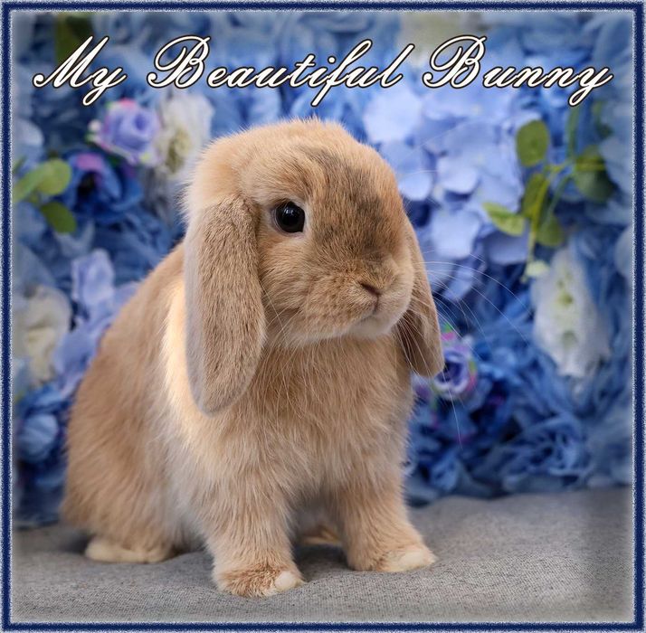 *** Króliczek 100% Mini Lop Hodowla - Harlequin