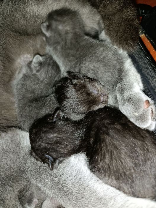 Котята шотландской вислоухой