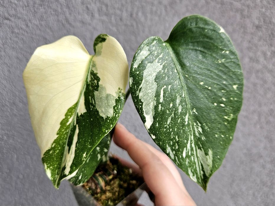 Monstera Thai Mutation noID 3 listna sadzonka + drugi węzeł
