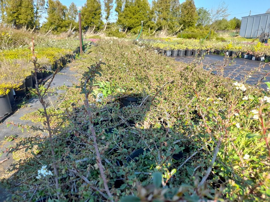 Sprzedam Irgę Eicholz