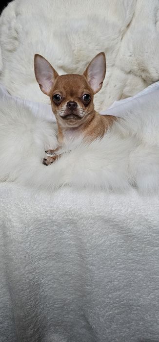 Красотка девочка чихуахуа КСУ