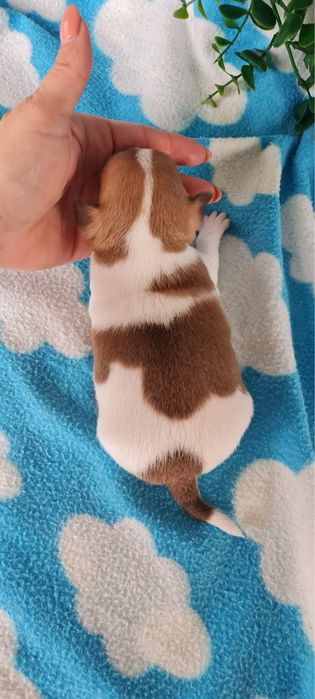 Estupendo mini Chihuahua/Chiuaua de Qualidade.LinhagemRussa