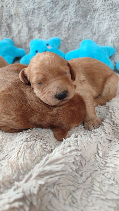 Goldendoodle F1b Doodle golden retriever badania genetyczne