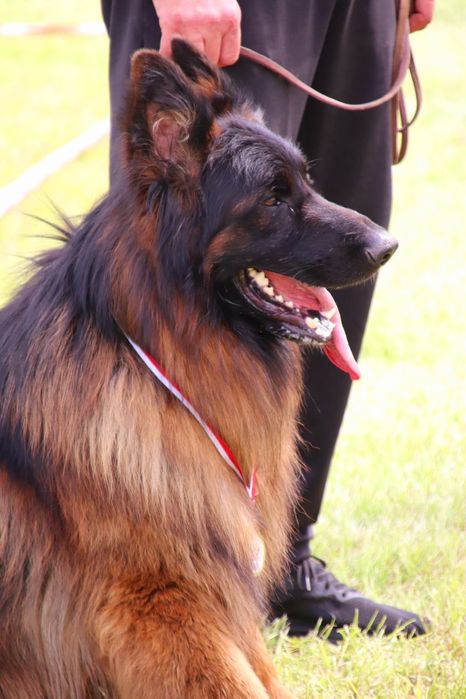 Owczarek niemiecki długowłosy- pies