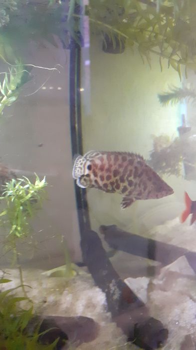 Vendo Leopard Bush Fish