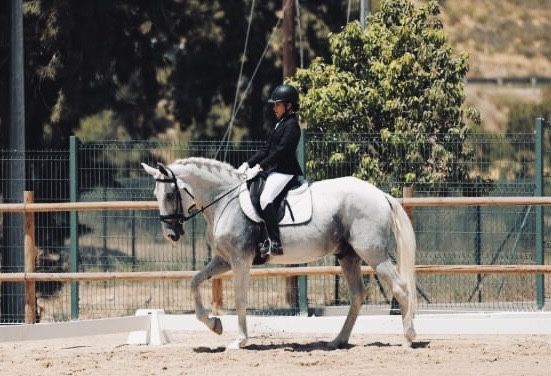 Cavalo puro sangue lusitano