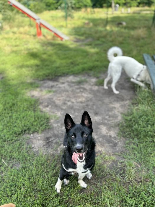 Pieski do adopcji za darmo