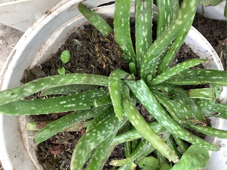 Алоэ  — ваш лекарь