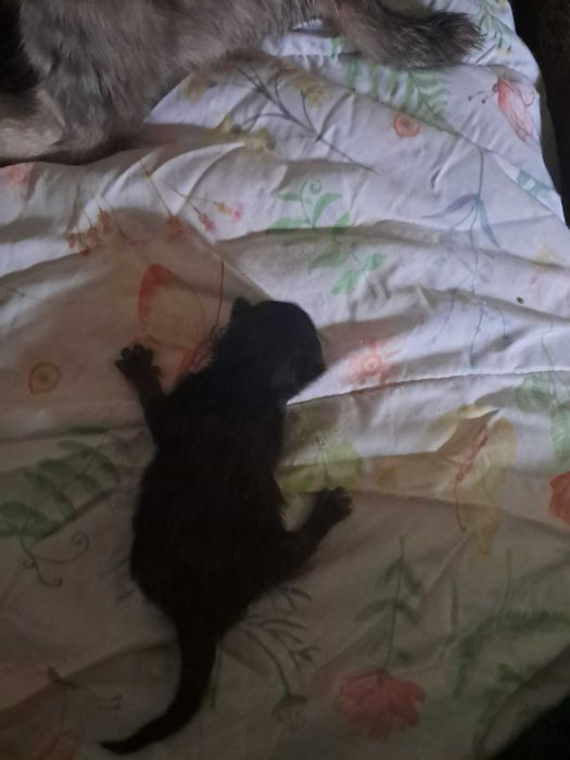 Gatinhos para adoção