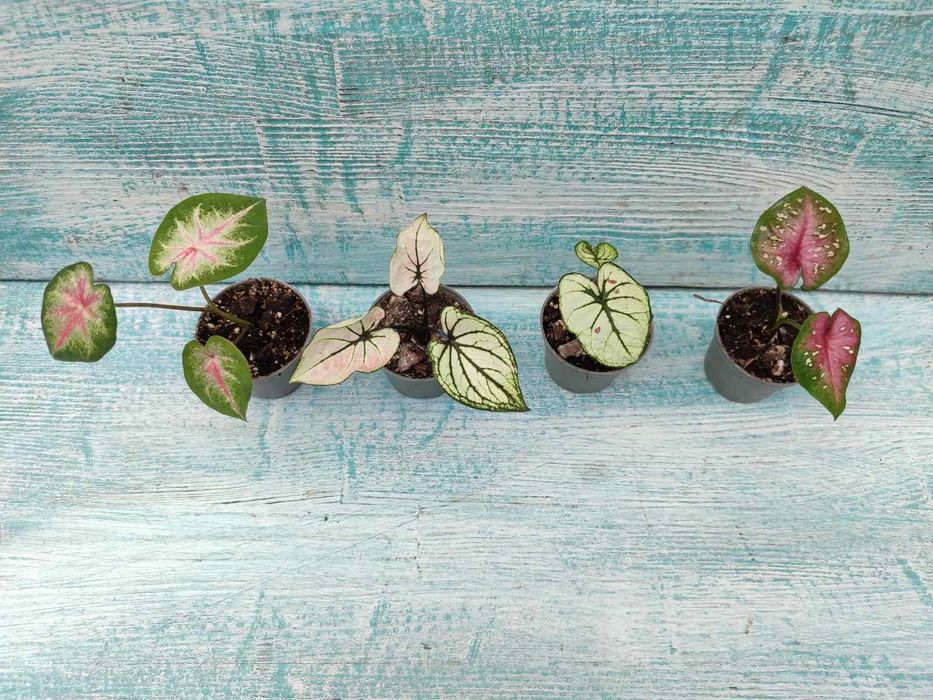 Каладіум, різні сорти