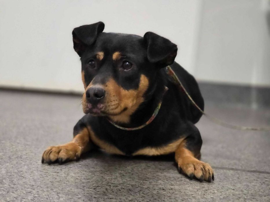 Mstów /Latosówka znaleziono psa!