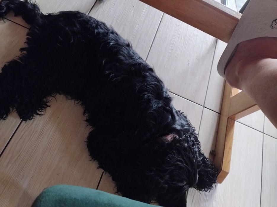 Hotel dla psów i kotów tresura