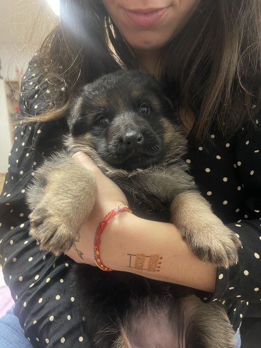 Fêmea Pastor Alemão com LOP e Afixo