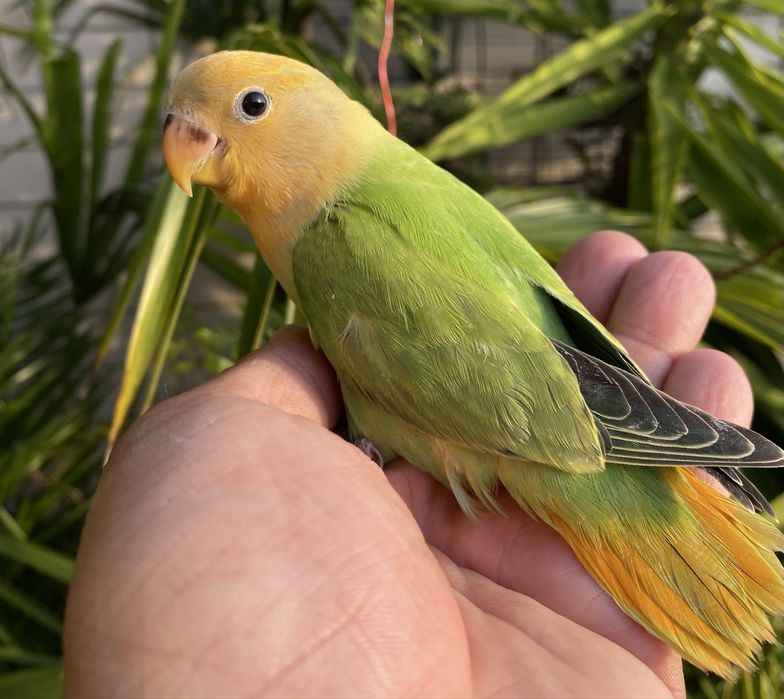 Agapornis domesticado