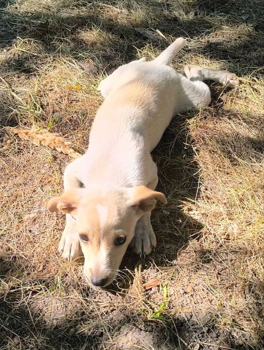 Маленький промінчик щастя шукає дім!