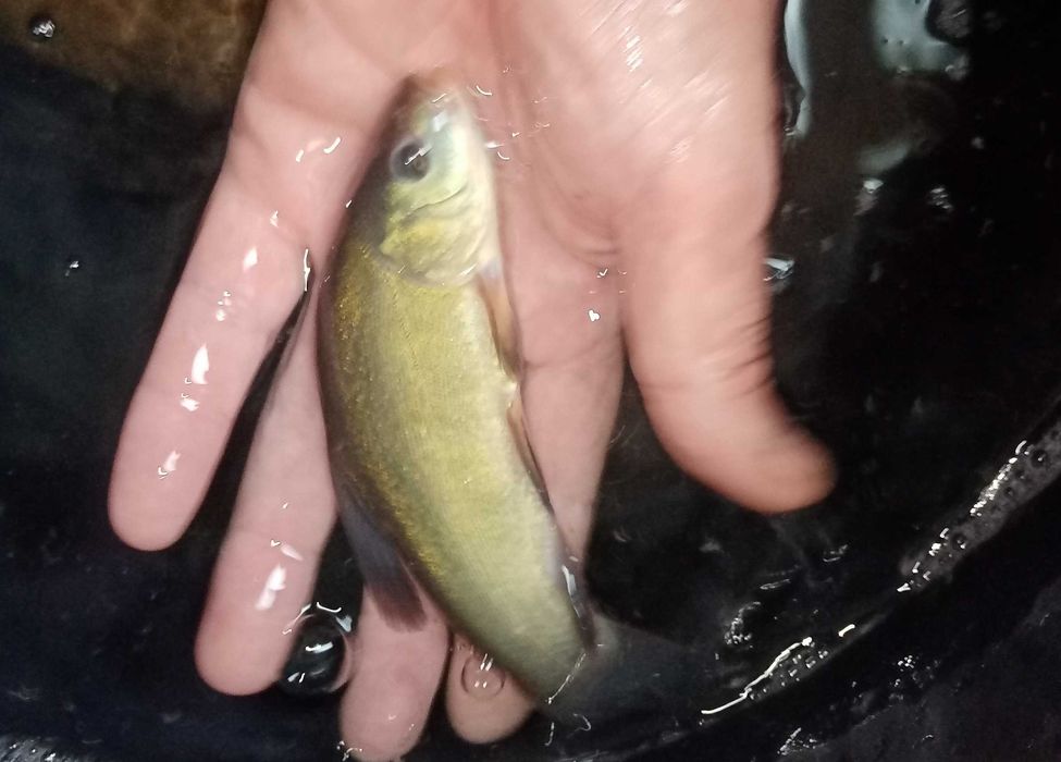 Tenca (Tinca tinca) 15cm-18cm Agua Fria