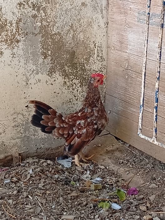 Macho Serama 3/4 meses