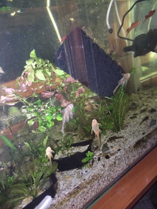 Продам рибок анциструси, анцики присоски