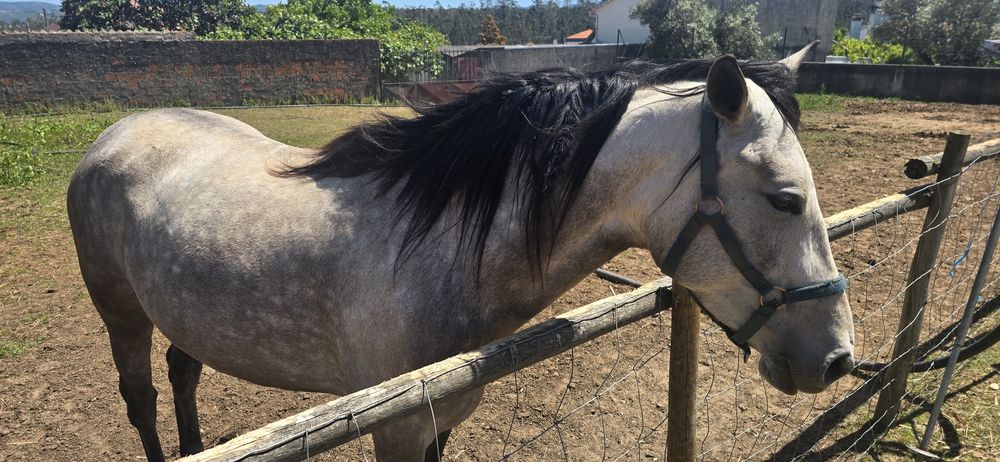 Égua traçada lusitano