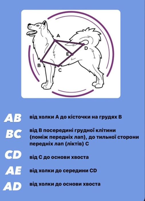 їздова шлея для собак