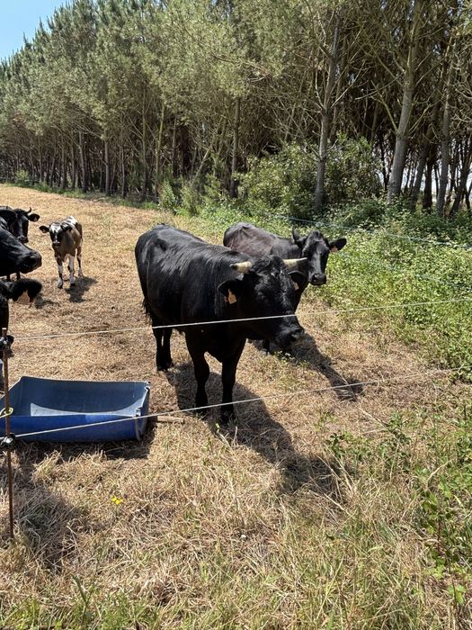Vende-se Vacas.