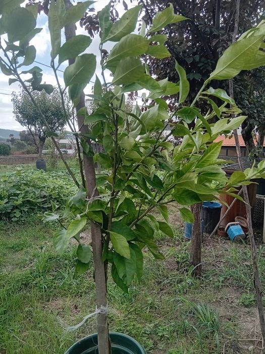 Limoeiros com fruto