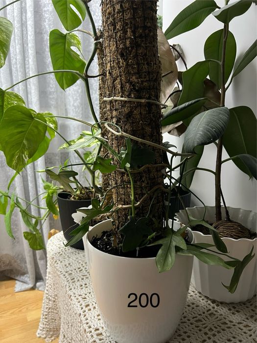 Кімнатні рослини