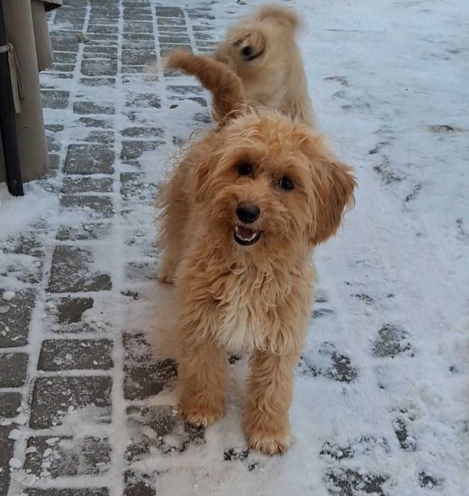Самички Мальтіпу F1 стандартного розміру — 6 місяців