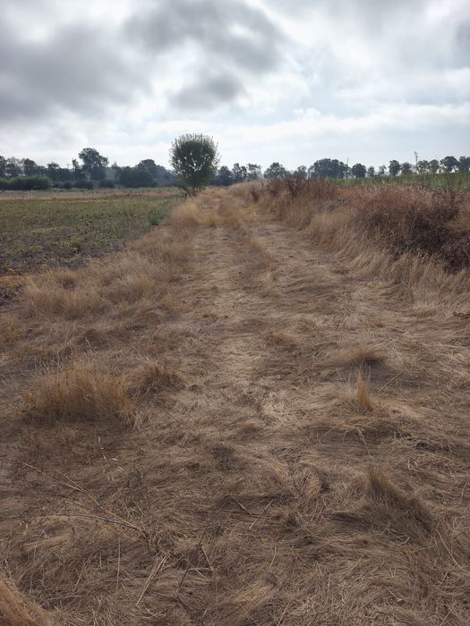 Vendo terreno de 2,5 hectares com regadio