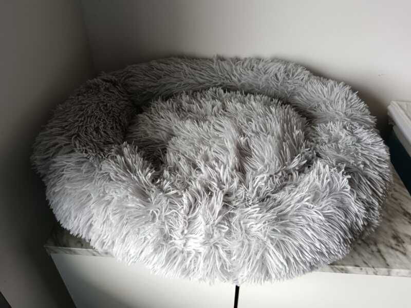 Caminha de Gato/cão