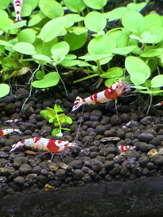 Camarão crs caridina red crystal
