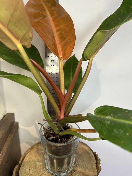 Філодендрон Philodendron  Bonus