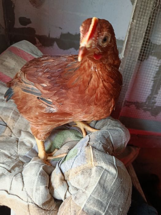 Курчата підрощені