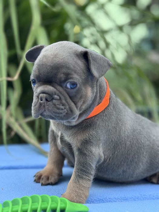 Шукаєте породного малюка французького бульдога, тоді Вам до нас!