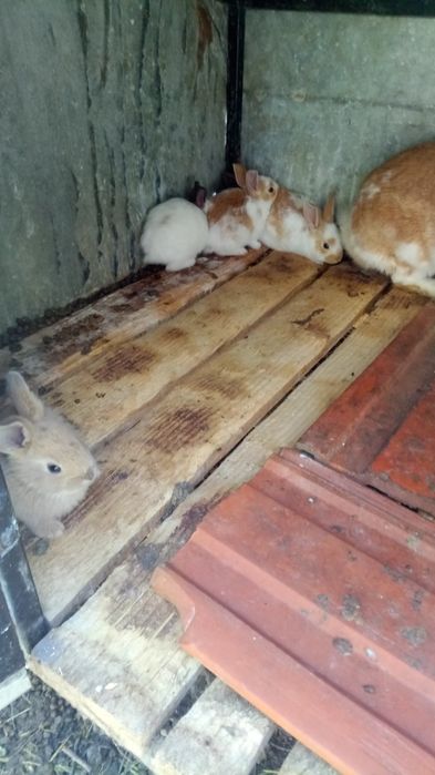 Продаю молодняк кроленят