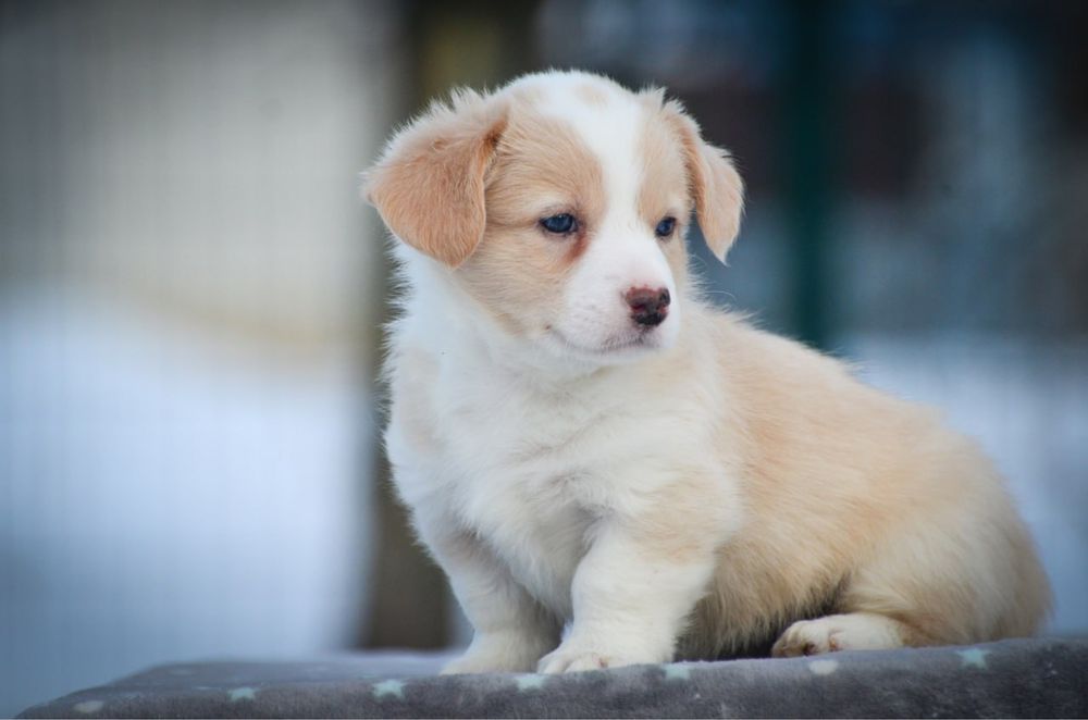 Вельш корги кардиган,девочка