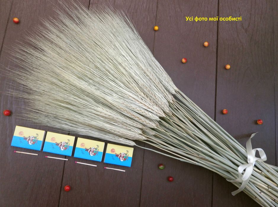 Сніп колоски пшениці, жита, ячменю. Сноп колосся. Букет із колосків