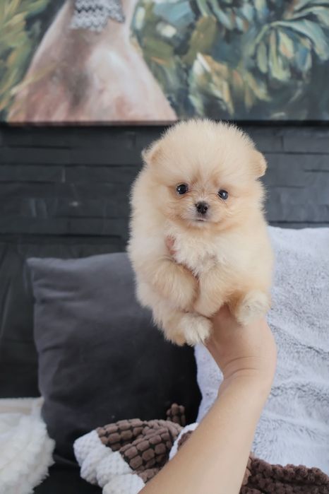 Lulu da Pomerânia.  500 gramas Super Mini.Ursinha Russa. Spitz anão. LOP e Afixo.