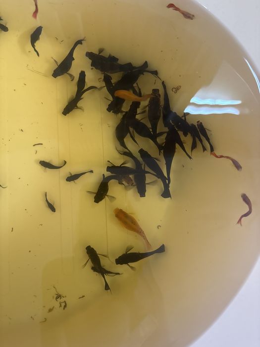 Peixes mollys pretos
