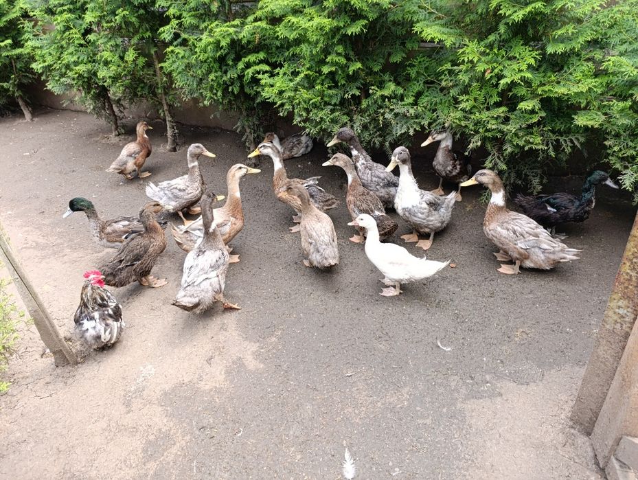Kaczki staropolskie i dworki