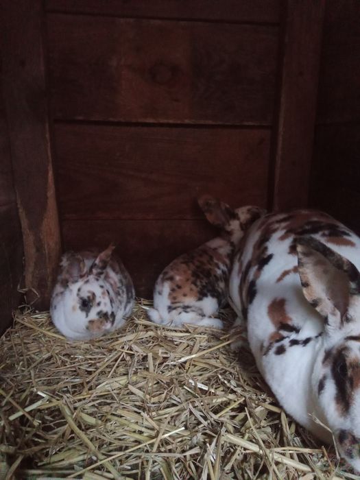 Rex trójbarwny dalmatyński młode króliki