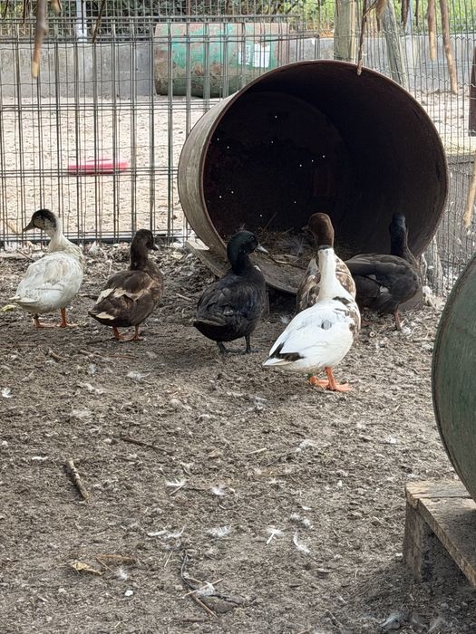 Patos call duck ou mignons