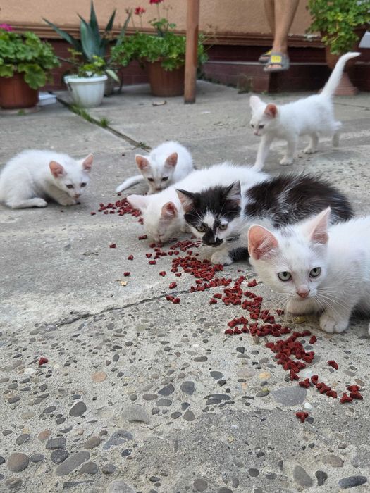 Віддаю котиків в хороші руки БЕЗКОШТОВНО(2місяці)