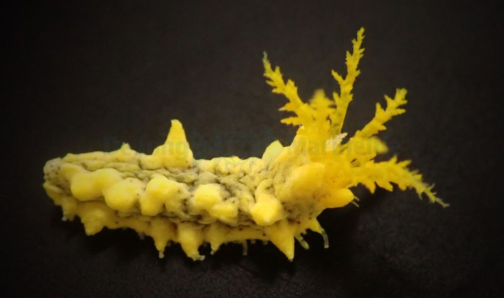 Colochirus robustus - strzykwa - ogórek morski