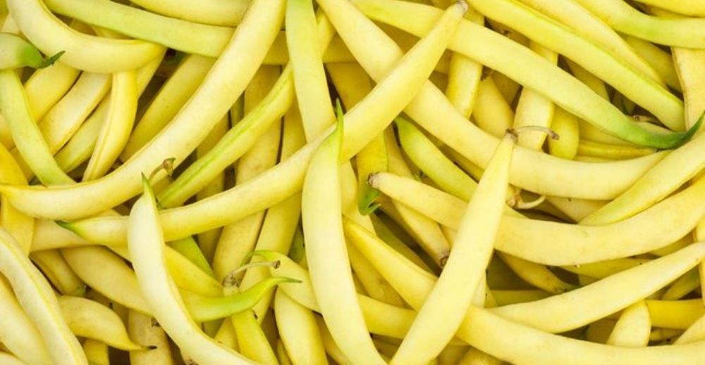 3kg fasolka szparagowa żółta z ogrodu